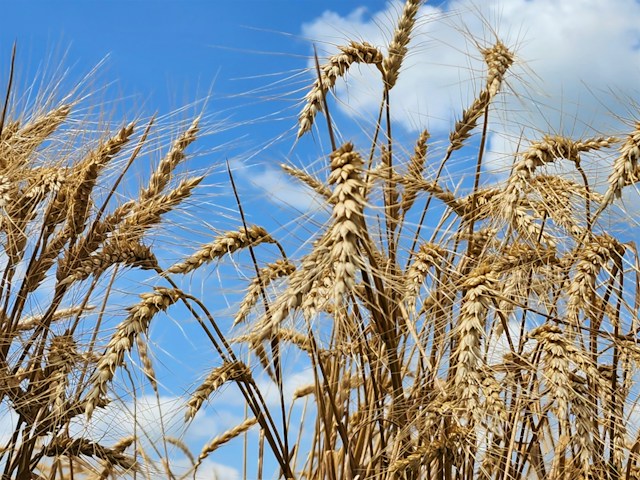 Tall wheat grains, bending as if in prayer
